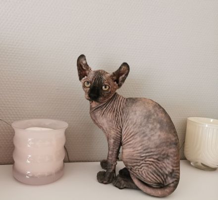 Sphynx Kitten