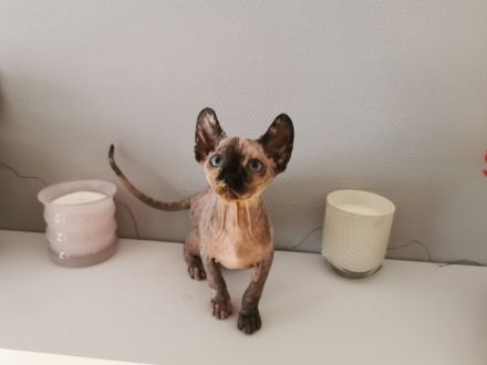 Sphynx Kitten