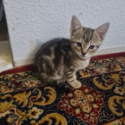 Zwei wunderschöne Katzen suchen ihr neues zu Hause
