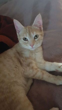 Zwei wunderschöne Katzen suchen ihr neues zu Hause