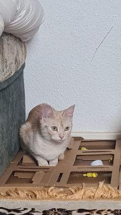 Zwei wunderschöne Katzen suchen ihr neues zu Hause