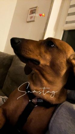 Mops Dackel mischlinge