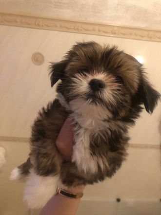 Bichon Malteser- Lhasa Apso