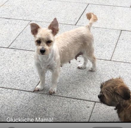 Bichon Malteser- Lhasa Apso