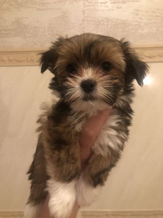 Bichon Malteser- Lhasa Apso
