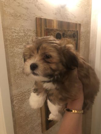 Bichon Malteser- Lhasa Apso