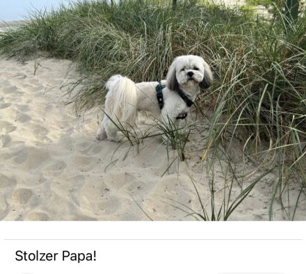 Bichon Malteser- Lhasa Apso
