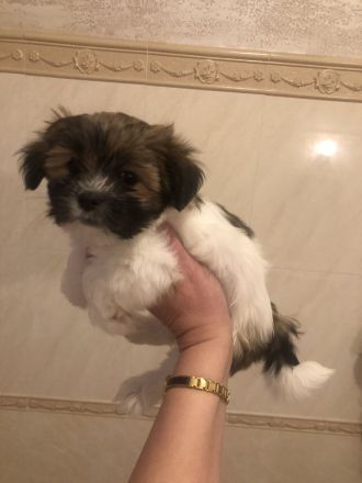 Bichon Malteser- Lhasa Apso