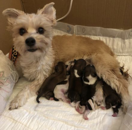 Bichon Malteser- Lhasa Apso