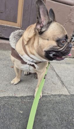 Französische Bulldogge Klausi