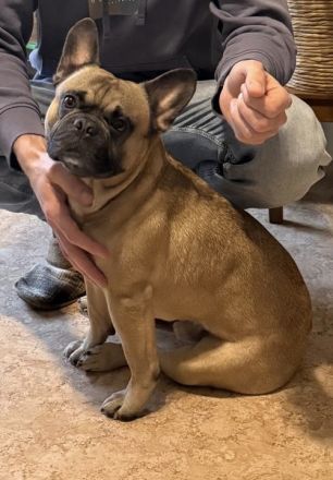 Französische Bulldogge Klausi