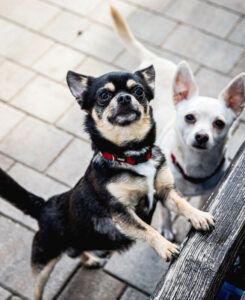 Füri & Dobby Chi: Wir möchten zusammen bleiben.