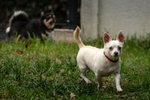 Füri & Dobby Chi: Wir möchten zusammen bleiben.