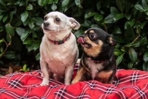 Füri & Dobby Chi: Wir möchten zusammen bleiben.