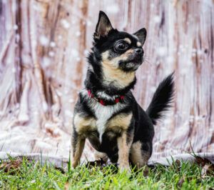 Füri & Dobby Chi: Wir möchten zusammen bleiben.