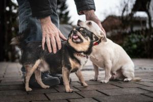 Füri & Dobby Chi: Wir möchten zusammen bleiben.