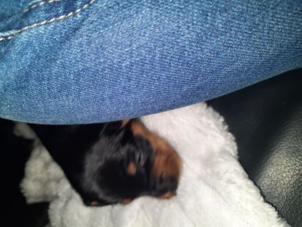 Zwe4gpinscher
