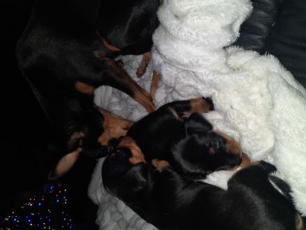 Zwe4gpinscher