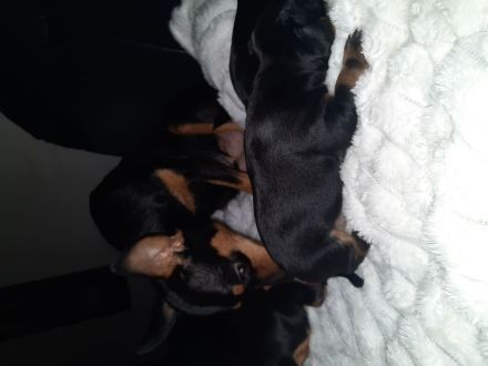 Zwe4gpinscher
