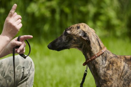 Galgo Espanol Welpen