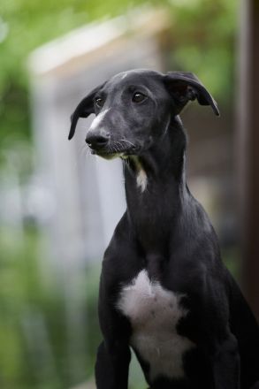 Galgo Espanol Welpen