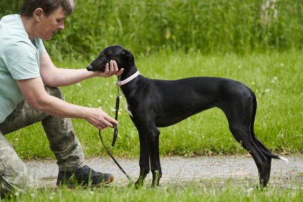 Galgo Espanol Welpen