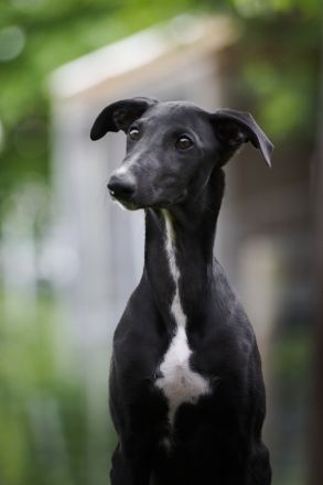 Galgo Espanol Welpen