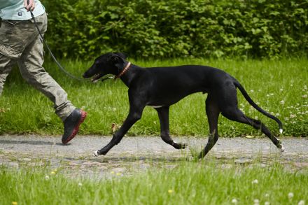 Galgo Espanol Welpen
