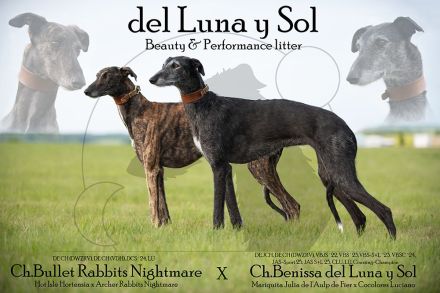 Galgo Espanol Welpen
