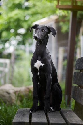 Galgo Espanol Welpen