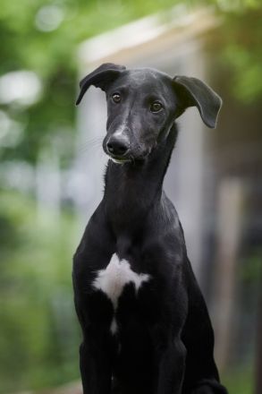 Galgo Espanol Welpen
