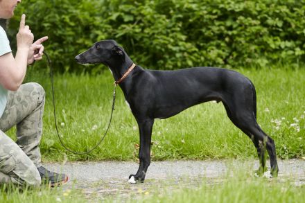 Galgo Espanol Welpen