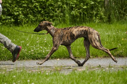 Galgo Espanol Welpen