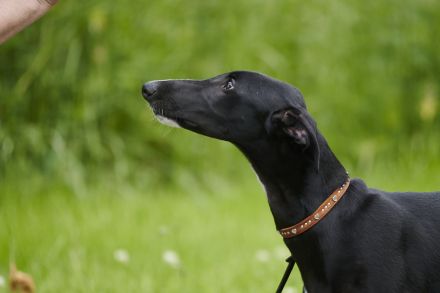 Galgo Espanol Welpen
