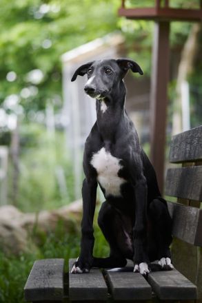 Galgo Espanol Welpen