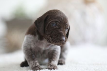 Deutsch Kurzhaar Welpen aus liebevoller Aufzucht mit Papieren