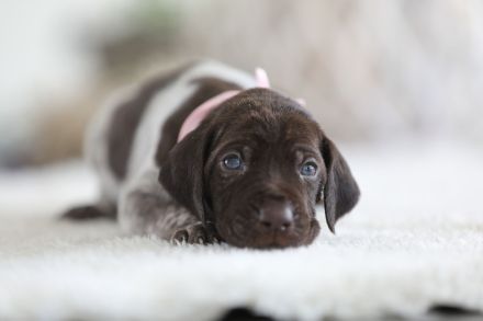 Deutsch Kurzhaar Welpen aus liebevoller Aufzucht mit Papieren