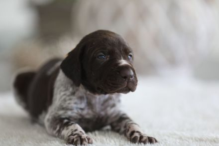 Deutsch Kurzhaar Welpen aus liebevoller Aufzucht mit Papieren