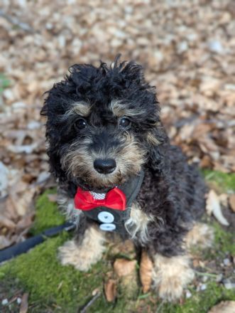 Liebe Cockapoo/Cockerpoo Welpen