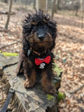 Liebe Cockapoo/Cockerpoo Welpen