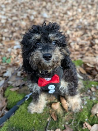 Liebe Cockapoo/Cockerpoo Welpen
