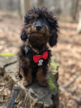 Liebe Cockapoo/Cockerpoo Welpen