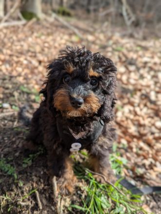 Liebe Cockapoo/Cockerpoo Welpen