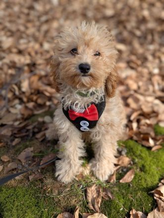 Liebe Cockapoo/Cockerpoo Welpen