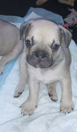 Reinrassige Französische Bulldoggen Welpen 1 Rüde