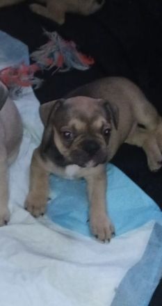 Reinrassige Französische Bulldoggen Welpen 1 Rüde