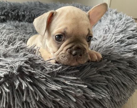 Reinrassige Französische Bulldoggen Welpen 1 Rüde