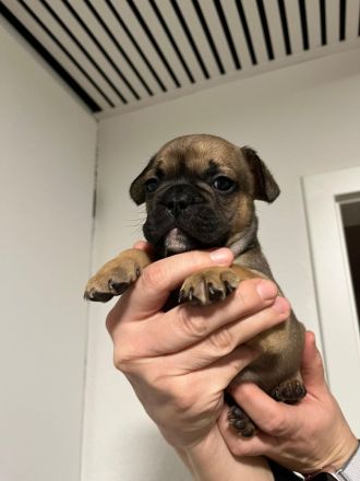 Reinrassige Französische Bulldoggen Welpen 1 Rüde
