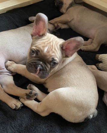 Reinrassige Französische Bulldoggen Welpen 1 Rüde