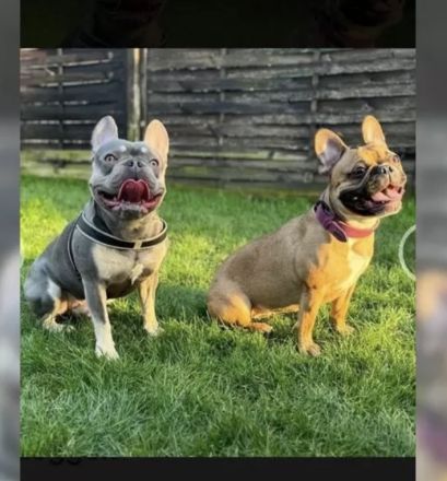 Reinrassige Französische Bulldoggen Welpen 1 Rüde